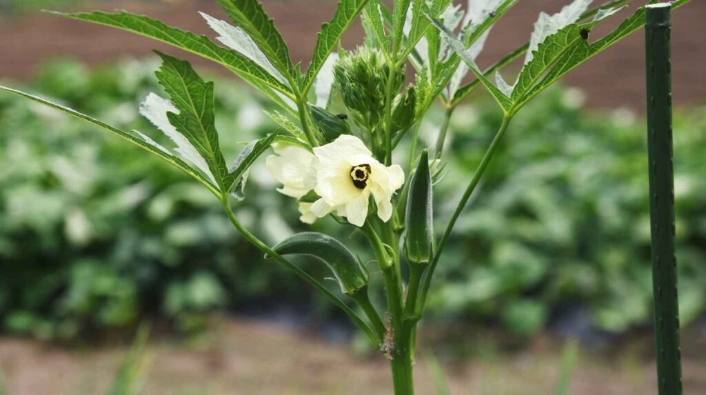 מוצרים לבית ולגן