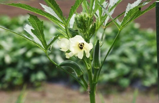 מוצרים לבית ולגן2